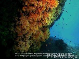 Растут кораллы очень медленно, но их нарастает в глубине так много, что они обра