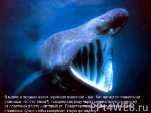 В морях и океанах живет огромное животное – кит. Кит питается планктоном (помниш