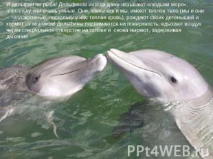И дельфин не рыба! Дельфинов иногда даже называют «людьми моря», поскольку они о