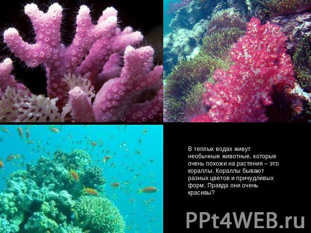 В теплых водах живут необычные животные, которые очень похожи на растения – это кораллы. Кораллы бывают разных цветов и причудливых форм. Правда они очень красивы?
