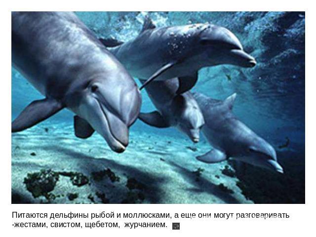 Питаются дельфины рыбой и моллюсками, а еще они могут разговаривать -жестами, свистом, щебетом, журчанием.