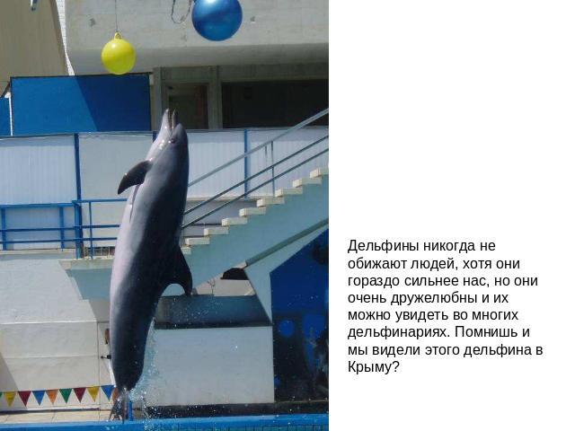 Дельфины никогда не обижают людей, хотя они гораздо сильнее нас, но они очень дружелюбны и их можно увидеть во многих дельфинариях. Помнишь и мы видели этого дельфина в Крыму?