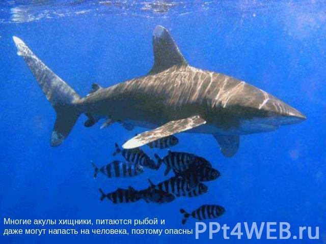 Многие акулы хищники, питаются рыбой и даже могут напасть на человека, поэтому опасны