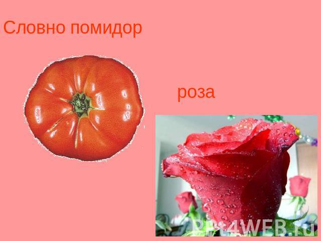 Словно помидор роза
