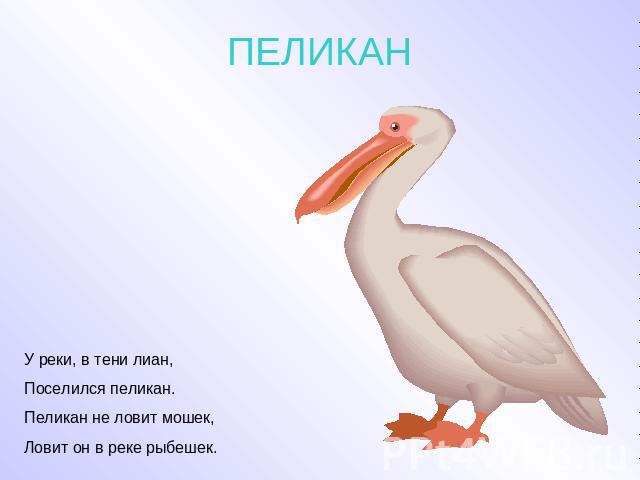 ПЕЛИКАН У реки, в тени лиан, Поселился пеликан. Пеликан не ловит мошек, Ловит он в реке рыбешек.