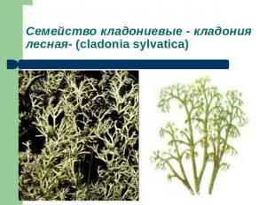 Семейство кладониевые - кладония лесная- (cladonia sylvatica)