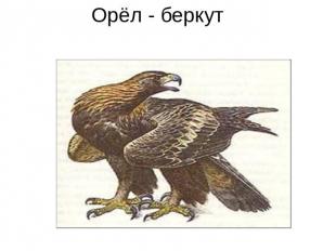 Орёл - беркут