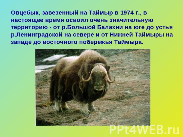Овцебык, завезенный на Таймыр в 1974 г., в настоящее время освоил очень значительную территорию - от р.Большой Балахни на юге до устья р.Ленинградской на севере и от Нижней Таймыры на западе до восточного побережья Таймыра.