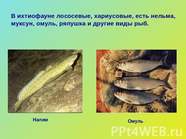В ихтиофауне лососевые, хариусовые, есть нельма, муксун, омуль, ряпушка и другие виды рыб.