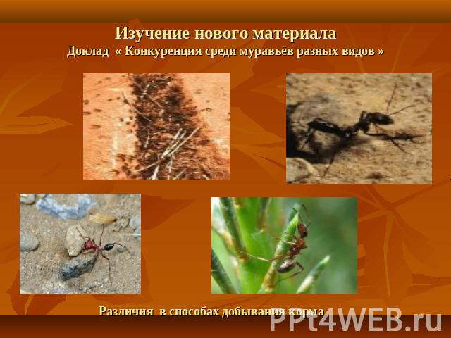 Изучение нового материалаДоклад « Конкуренция среди муравьёв разных видов » Различия в способах добывания корма