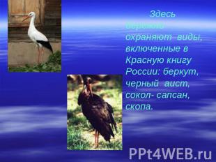 Здесь бережно охраняют виды, включенные в Красную книгу России: беркут, черный а