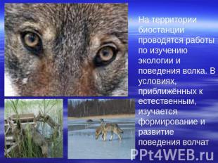 На территории биостанции проводятся работы по изучению экологии и поведения волк