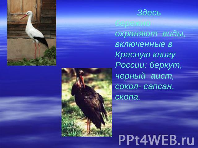 Здесь бережно охраняют виды, включенные в Красную книгу России: беркут, черный аист, сокол- сапсан, скопа.