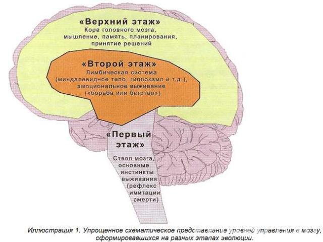 Память и ее развитие atkinson