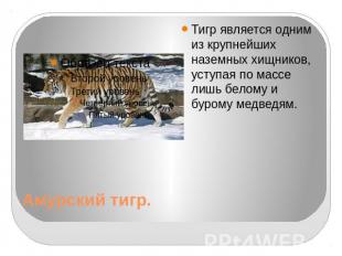 Амурский тигр. Тигр является одним из крупнейших наземных хищников, уступая по м