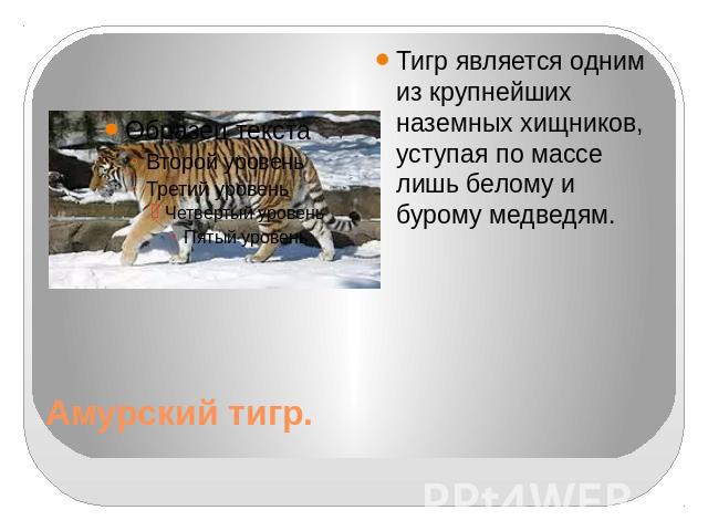 Амурский тигр. Тигр является одним из крупнейших наземных хищников, уступая по массе лишь белому и бурому медведям.