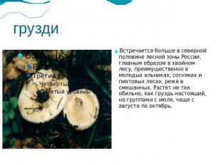 грузди Встречается больше в северной половине лесной зоны России, главным образо