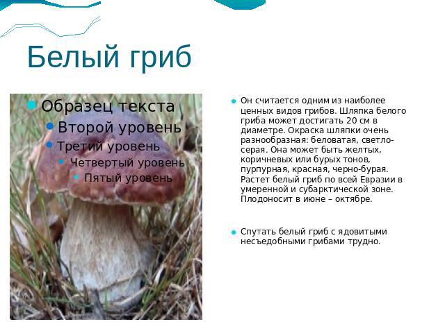 Белый гриб Он считается одним из наиболее ценных видов грибов. Шляпка белого гриба может достигать 20 см в диаметре. Окраска шляпки очень разнообразная: беловатая, светло-серая. Она может быть желтых, коричневых или бурых тонов, пурпурная, красная, …