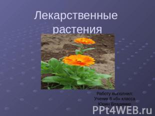 Лекарственные растения Работу выполнил: Ученик 8 «б» класса Юрин Владимир