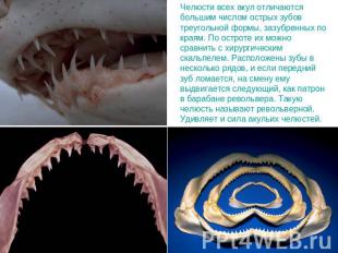 Челюсти всех акул отличаются большим числом острых зубов треугольной формы, зазу