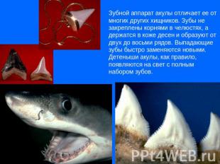 Зубной аппарат акулы отличает ее от многих других хищников. Зубы не закреплены к