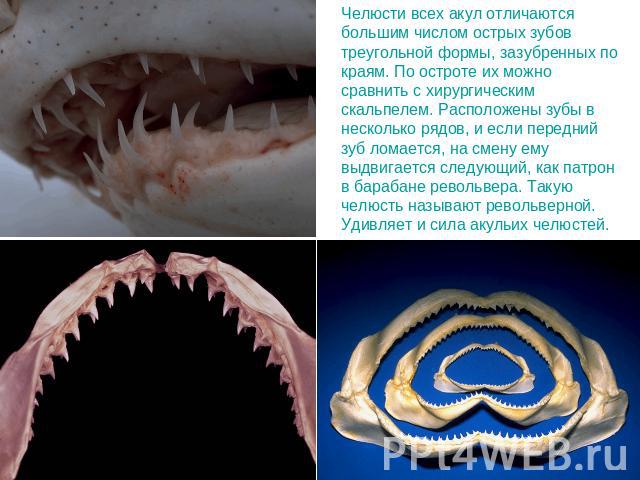 Челюсти всех акул отличаются большим числом острых зубов треугольной формы, зазубренных по краям. По остроте их можно сравнить с хирургическим скальпелем. Расположены зубы в несколько рядов, и если передний зуб ломается, на смену ему выдвигается сле…