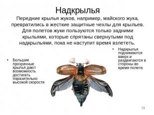 НадкрыльяПередние крылья жуков, например, майского жука, превратились в жесткие