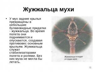 Жужжальца мухи У мух задние крылья превращены в небольшие булавовидные придатки