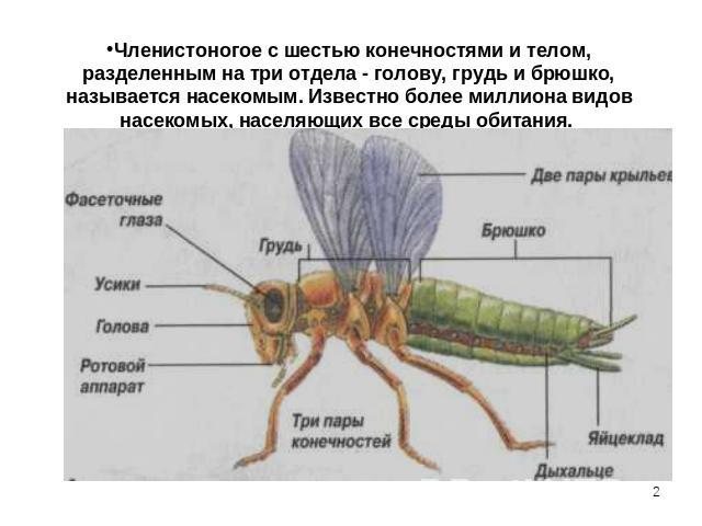 Членистоногое с шестью конечностями и телом, разделенным на три отдела - голову, грудь и брюшко, называется насекомым. Известно более миллиона видов насекомых, населяющих все среды обитания.