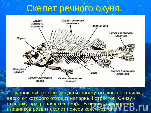 Скелет речного окуня. Позвонок рыб состоит из двояковогнутого костного диска, вверх от которого отходит непарный отросток. Снизу к позвонку прикрепляются ребра. В основании парных плавников развит скелет поясов конечностей.