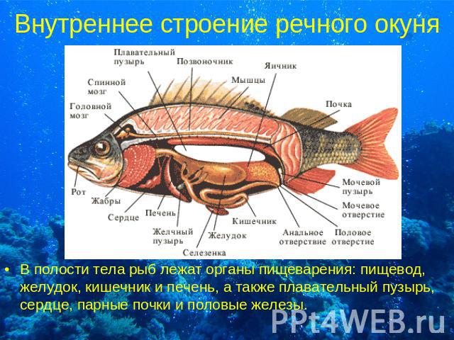 Внутреннее строение речного окуня В полости тела рыб лежат органы пищеварения: пищевод, желудок, кишечник и печень, а также плавательный пузырь, сердце, парные почки и половые железы.