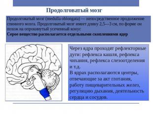 Продолговатый мозг Продолговатый мозг (medulla oblongata) — непосредственное про