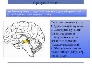 Средний мозг (лат. Mesencephalon) — отдел головного мозга, древний зрительный це