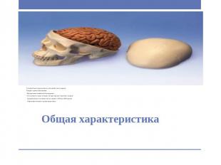 Общая характеристика Головной мозг расположен в мозговой части черепа. Покрыт тр