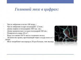 Головной мозг в цифрах: Число нейронов в мозге-100 млрд..; Число нейронов в коре