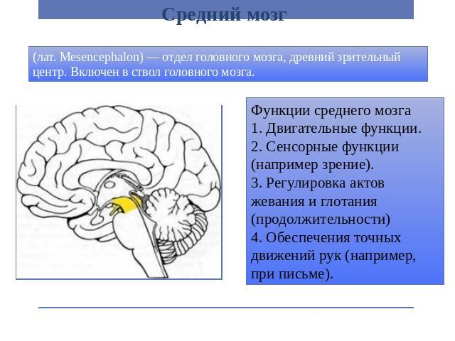 Средний мозг (лат. Mesencephalon) — отдел головного мозга, древний зрительный центр. Включен в ствол головного мозга. Функции среднего мозга 1. Двигательные функции. 2. Сенсорные функции (например зрение). 3. Регулировка актов жевания и глотания (пр…