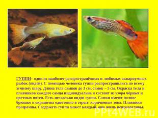 ГУППИ– один из наиболее распространённых и любимых аквариумных рыбок (видов). С