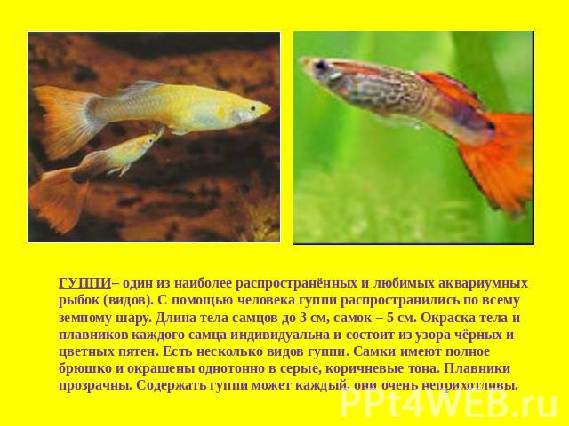 ГУППИ– один из наиболее распространённых и любимых аквариумных рыбок (видов). С помощью человека гуппи распространились по всему земному шару. Длина тела самцов до 3 см, самок – 5 см. Окраска тела и плавников каждого самца индивидуальна и состоит из…