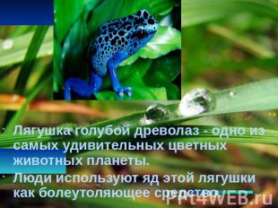 Лягушка голубой древолаз - одно из самых удивительных цветных животных планеты.