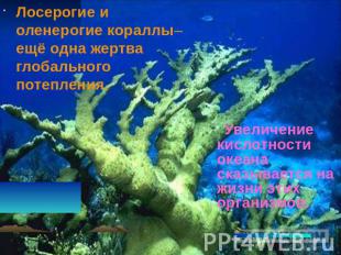 Лосерогие и оленерогие кораллы– ещё одна жертва глобального потепления.