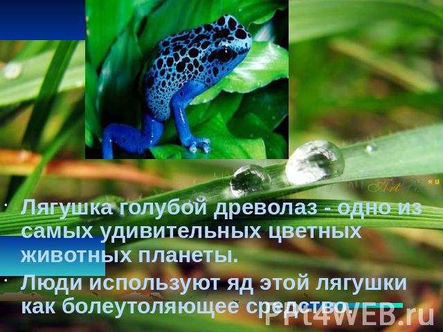 Лягушка голубой древолаз - одно из самых удивительных цветных животных планеты. Люди используют яд этой лягушки как болеутоляющее средство.