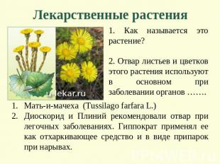 Лекарственные растения 1. Как называется это растение? 2. Отвар листьев и цветко