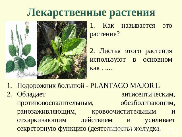 Лекарственные растения 1. Как называется это растение? 2. Листья этого растения используют в основном как ….. Подорожник большой - PLANTAGO MAJOR L Обладает антисептическим, противовоспалительным, обезболивающим, ранозаживляющим, кровоочистительным …