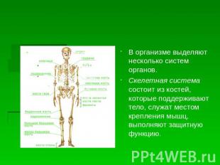 В организме выделяют несколько систем органов. Скелетная система состоит из кост