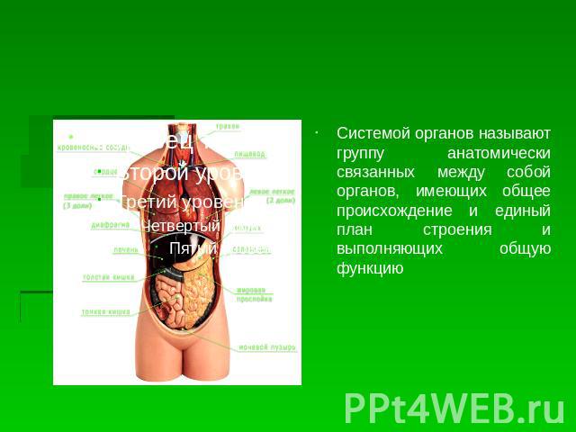 Системой органов называют группу анатомически связанных между собой органов, имеющих общее происхождение и единый план строения и выполняющих общую функцию