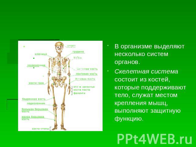 В организме выделяют несколько систем органов. Скелетная система состоит из костей, которые поддерживают тело, служат местом крепления мышц, выполняют защитную функцию.