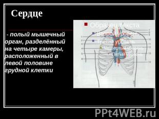 Сердце - полый мышечный орган, разделённый на четыре камеры, расположенный в лев