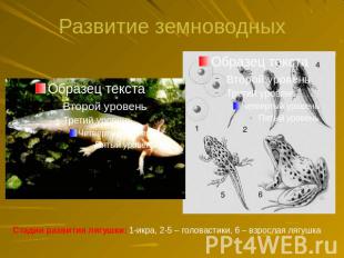 Развитие земноводных Стадии развития лягушки: 1-икра, 2-5 – головастики, 6 – взр