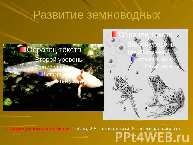 Развитие земноводных Стадии развития лягушки: 1-икра, 2-5 – головастики, 6 – взрослая лягушка