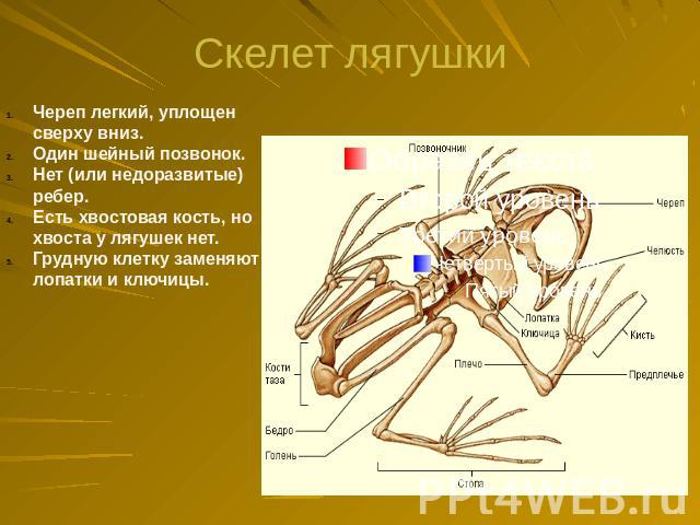 Скелет лягушки Череп легкий, уплощен сверху вниз. Один шейный позвонок. Нет (или недоразвитые) ребер. Есть хвостовая кость, но хвоста у лягушек нет. Грудную клетку заменяют лопатки и ключицы.